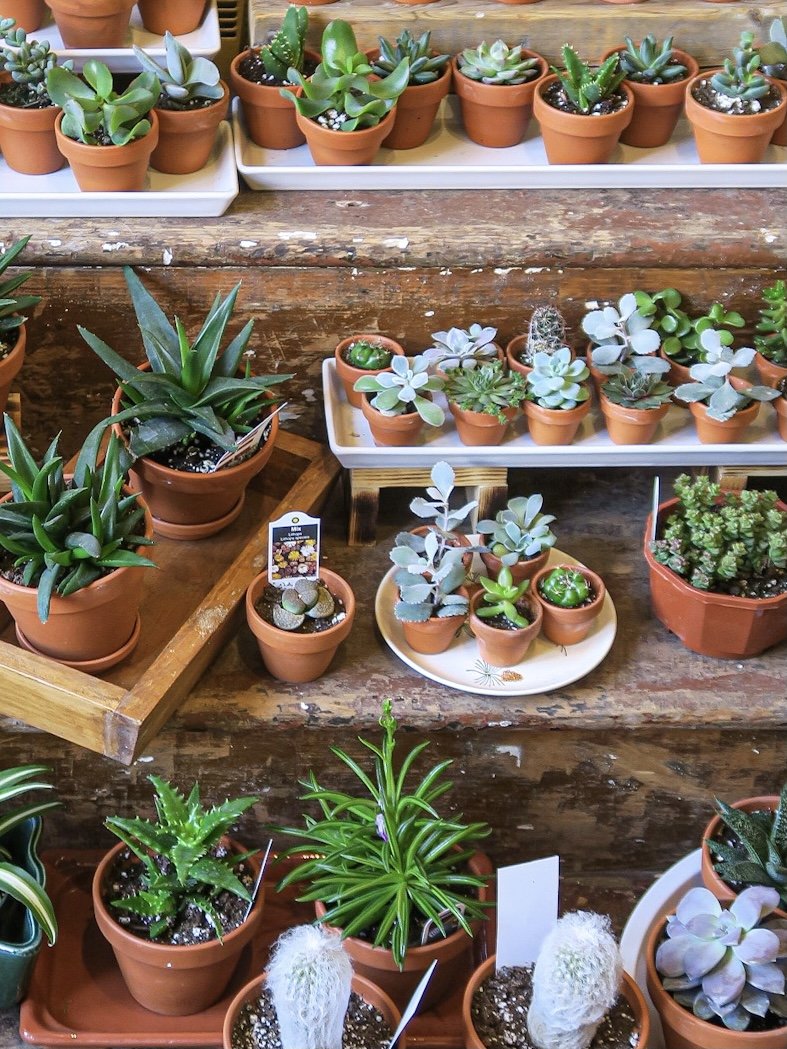 Centretown Ottawa Plant Shop. Small Plants. Cacti and Succulents in Ottawa.