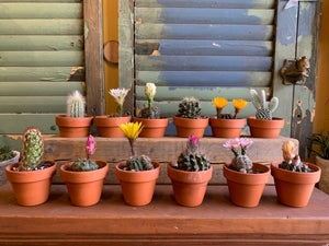 Downtown Ottawa Flower Shop with a Wide Variety of Cacti and Succulents. Mini-cacti and Large, Grandfather Cacti. Flowering Cacti. Colourful Succulents.
