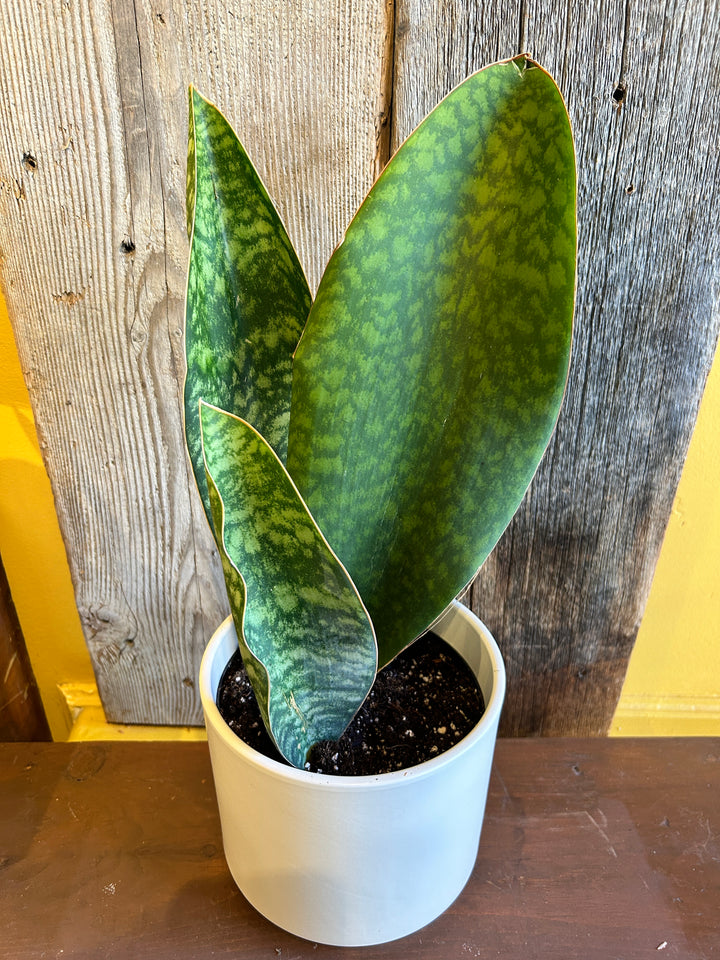 Sanseveria. whale fin