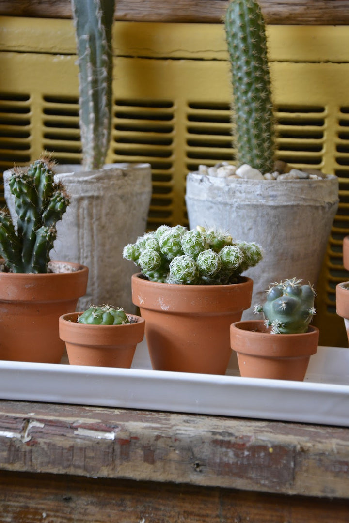Cacti (all sizes)