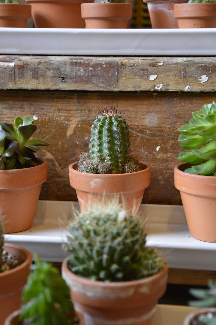 Cacti (all sizes)