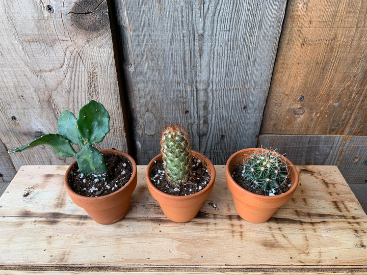 Cacti (all sizes)