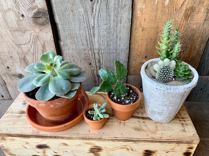 Cacti (all sizes)