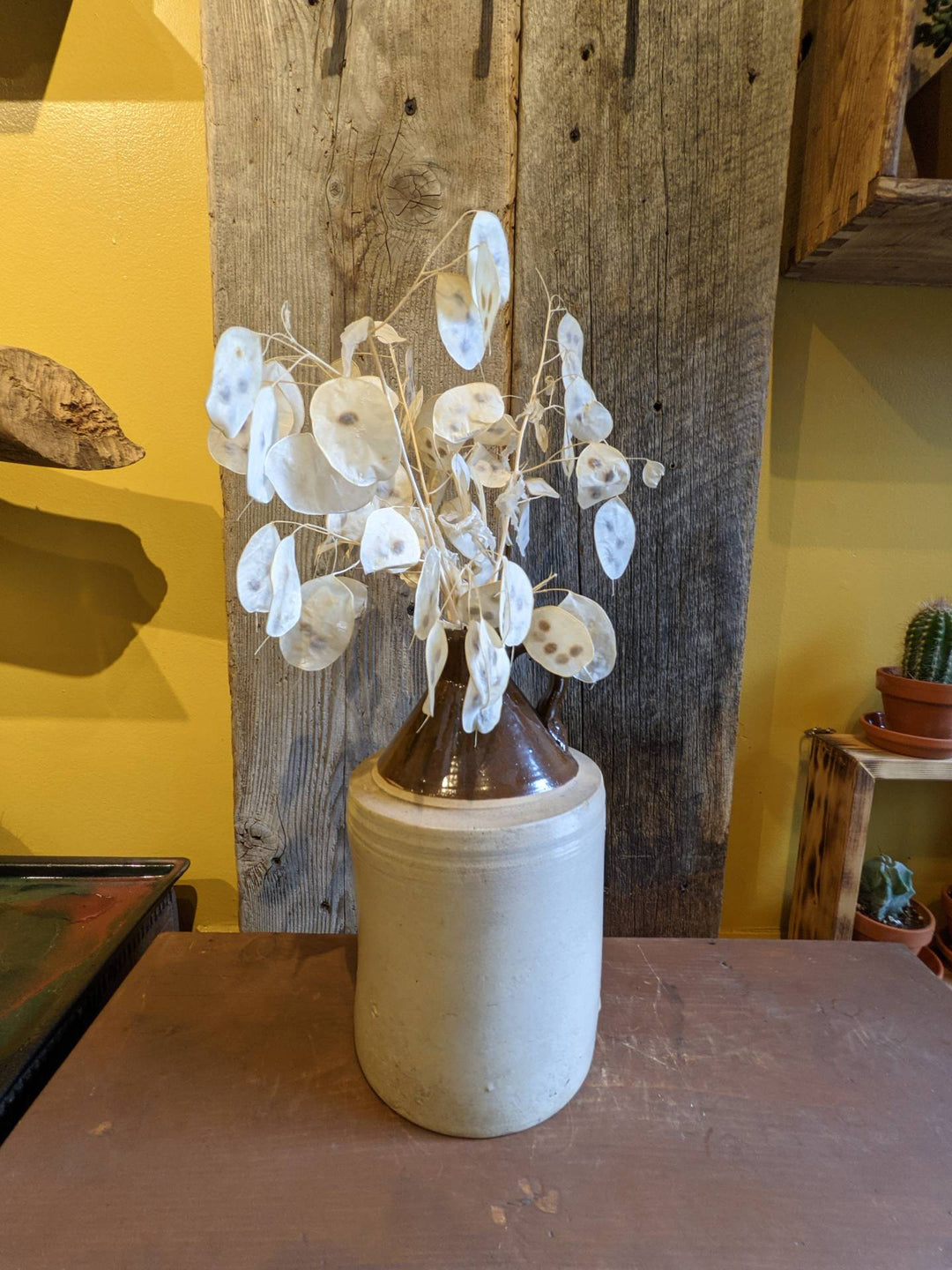 money tree dried flowers Dried Lunaria Moonwart "Silver Dollar" Flowers. Bel Fiore Flower Shop. –  Bel Fiore Flowers