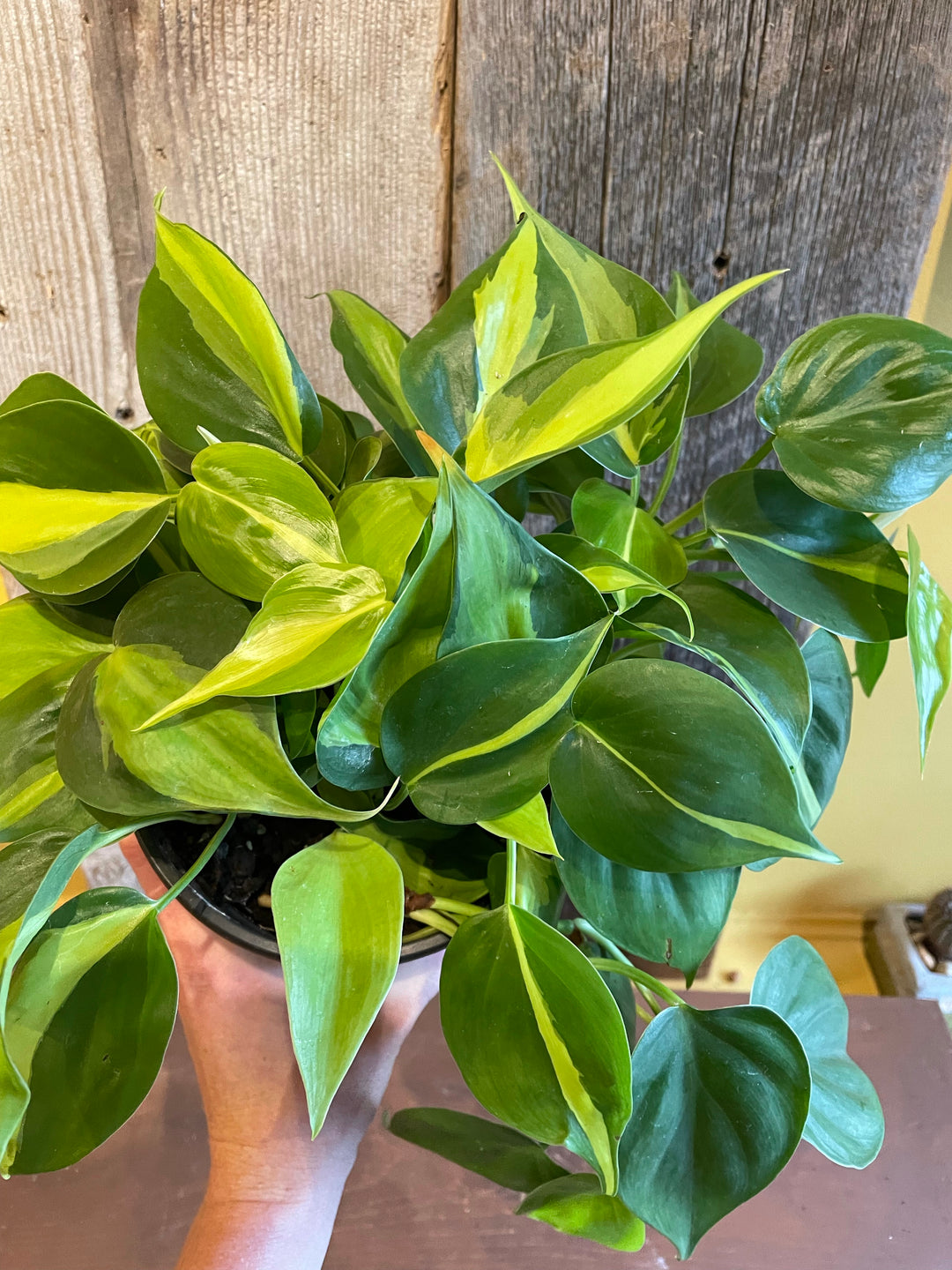 Philodendron