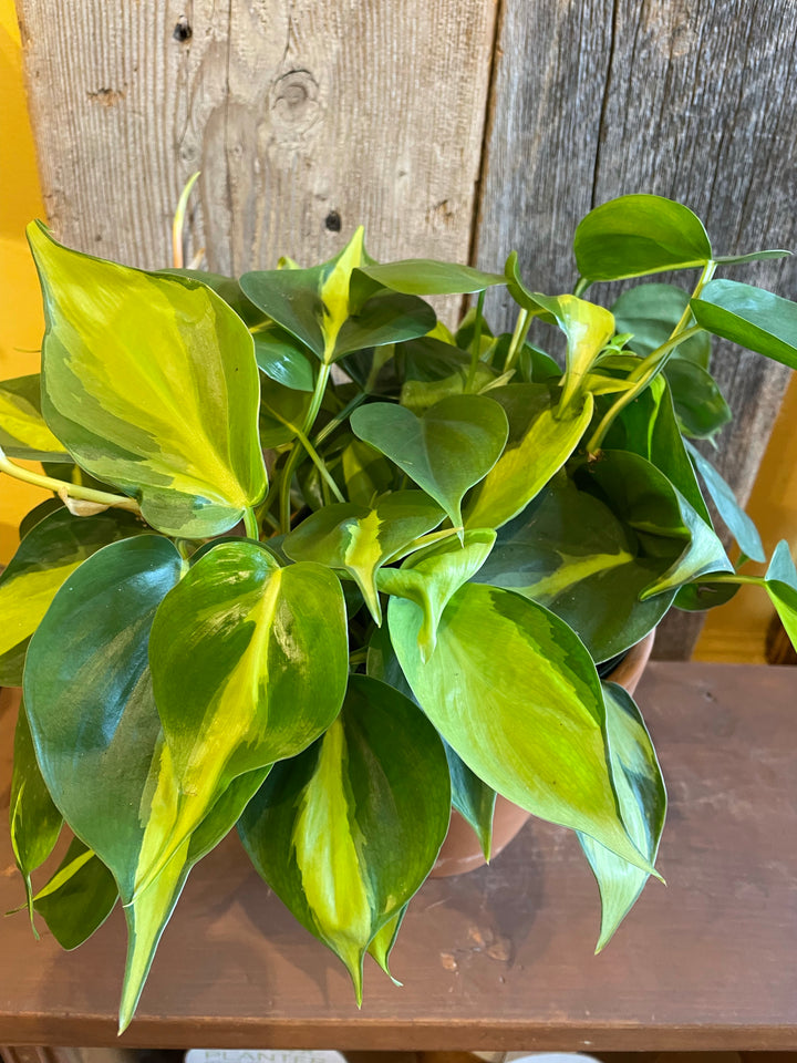 Philodendron