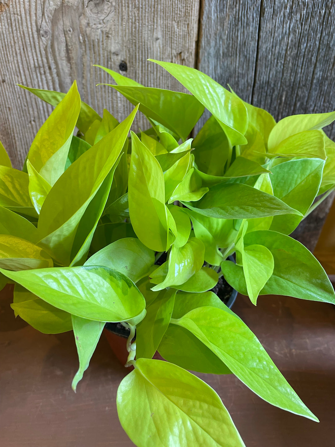 Pothos neon