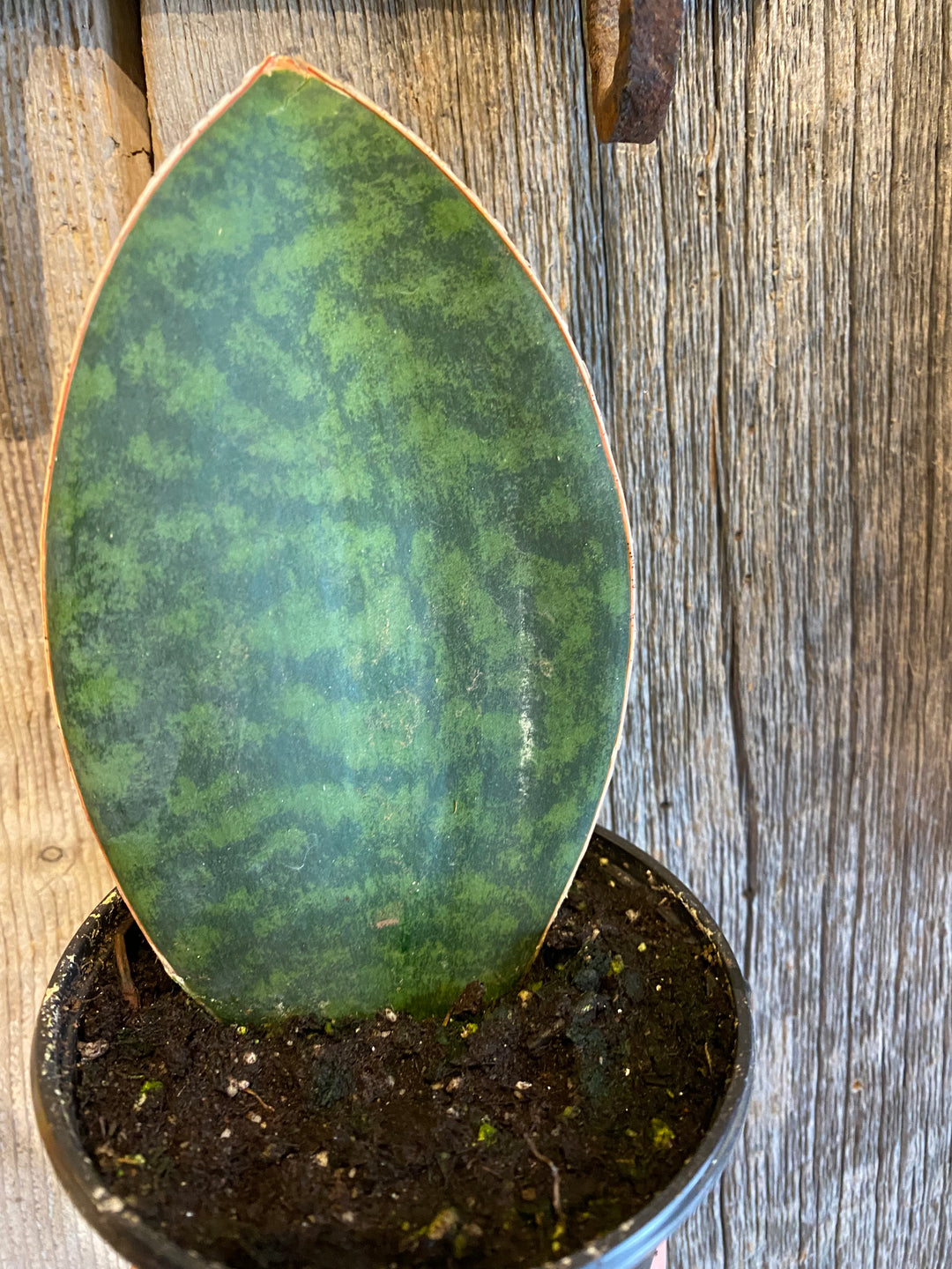 Sanseveria. whale fin
