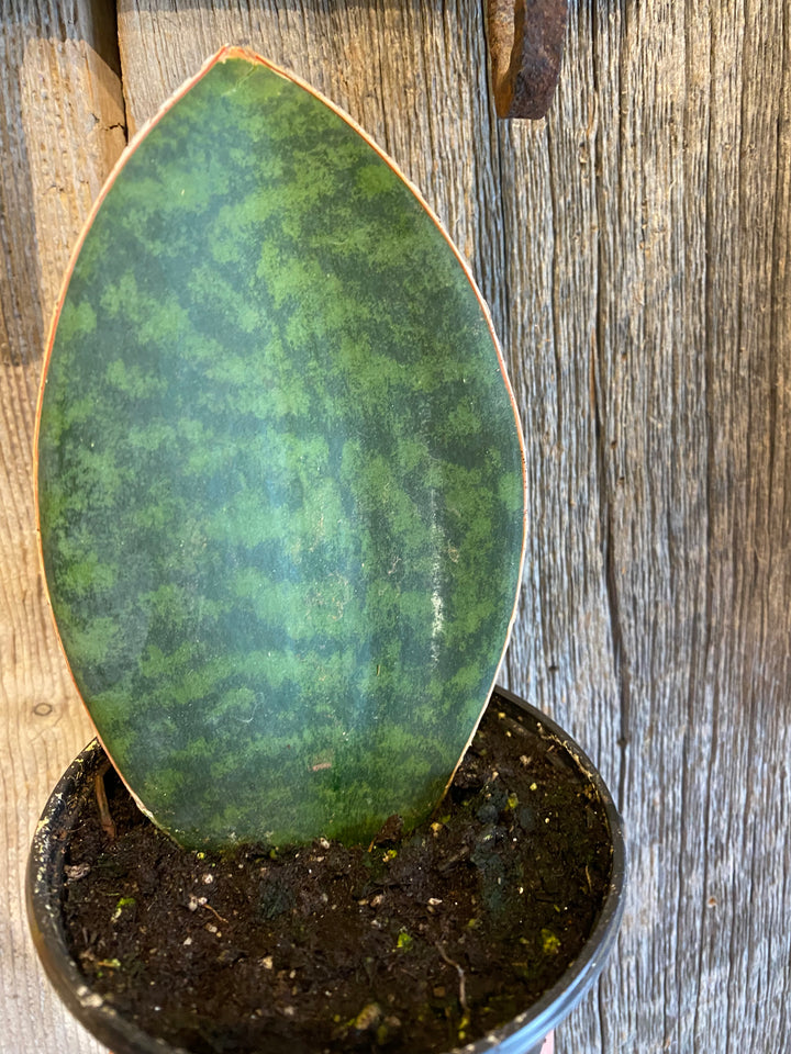 Sanseveria. whale fin