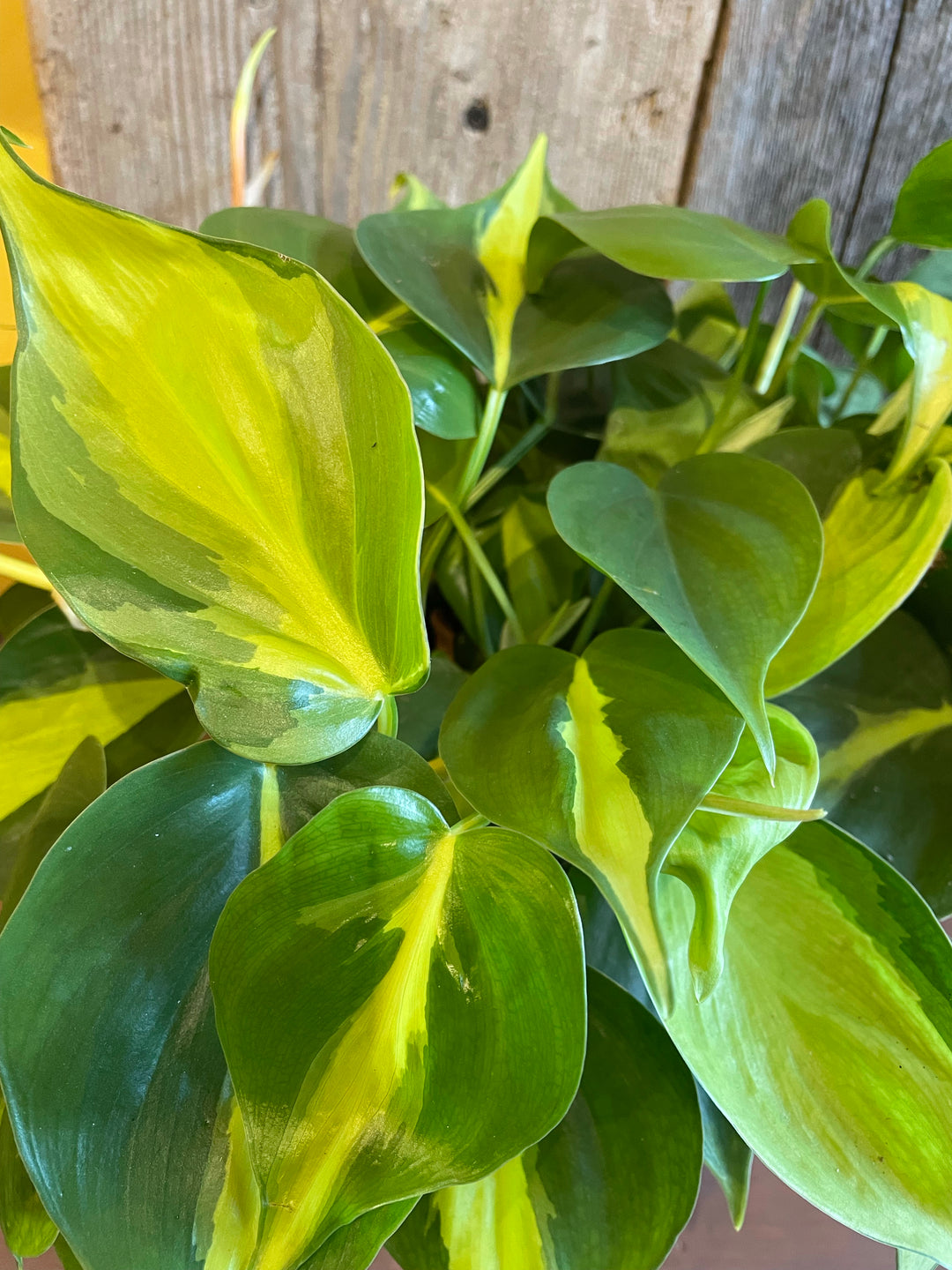 Philodendron