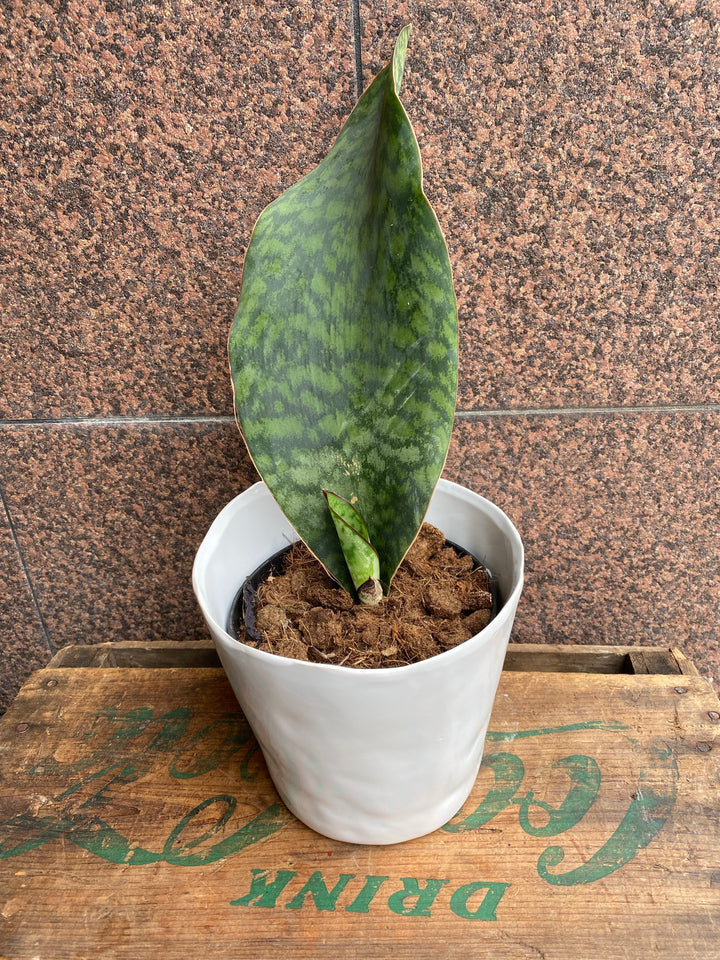 Sanseveria. whale fin