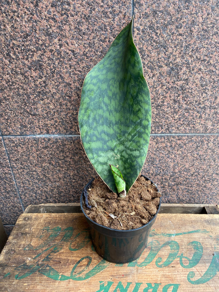 Sanseveria. whale fin