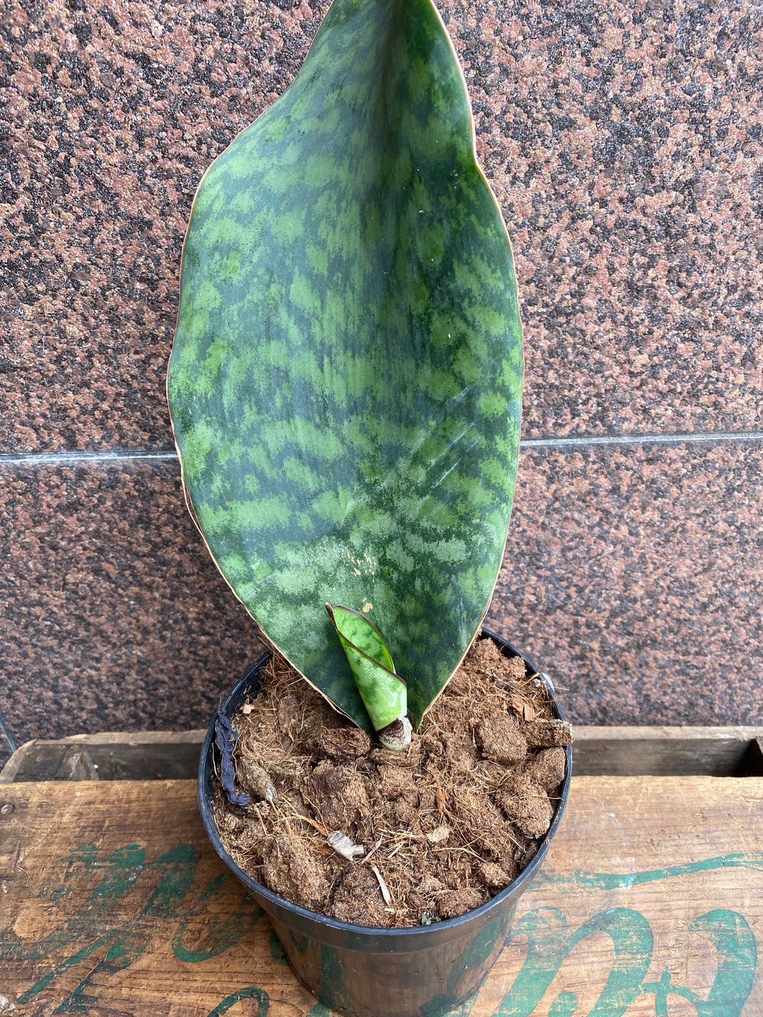 Sanseveria. whale fin