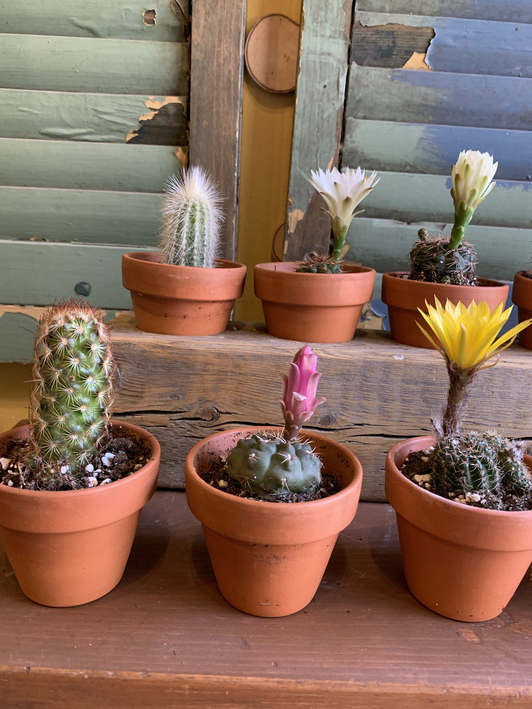Cacti (all sizes)