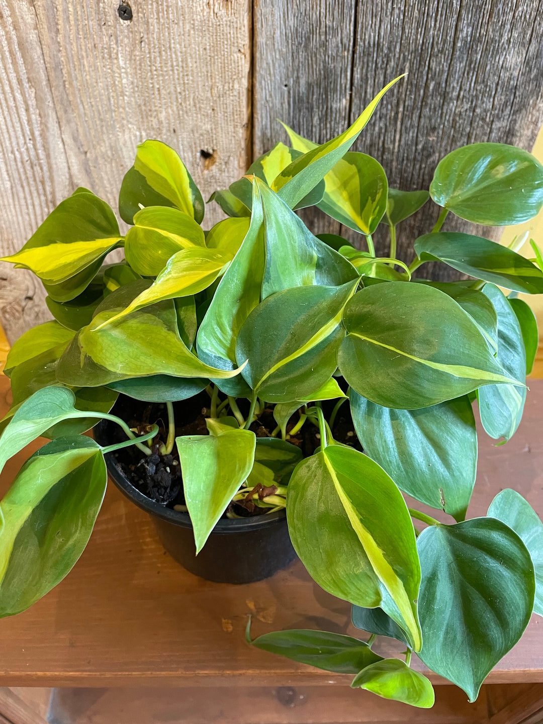 Philodendron