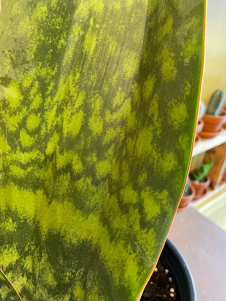 Sanseveria. whale fin