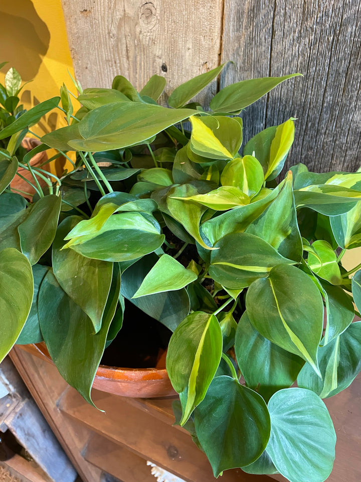 Philodendron