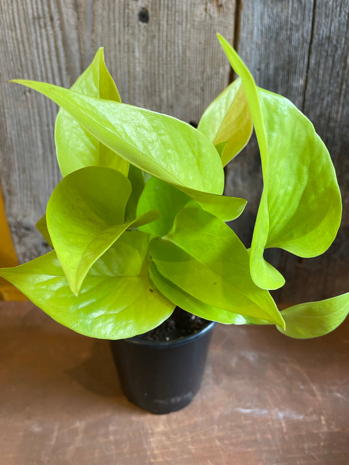 Pothos neon