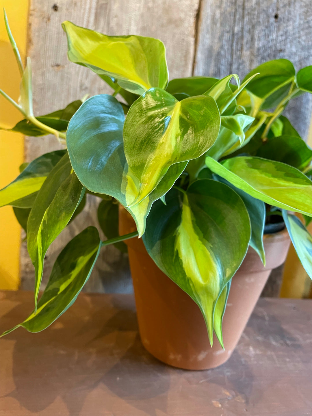 Philodendron