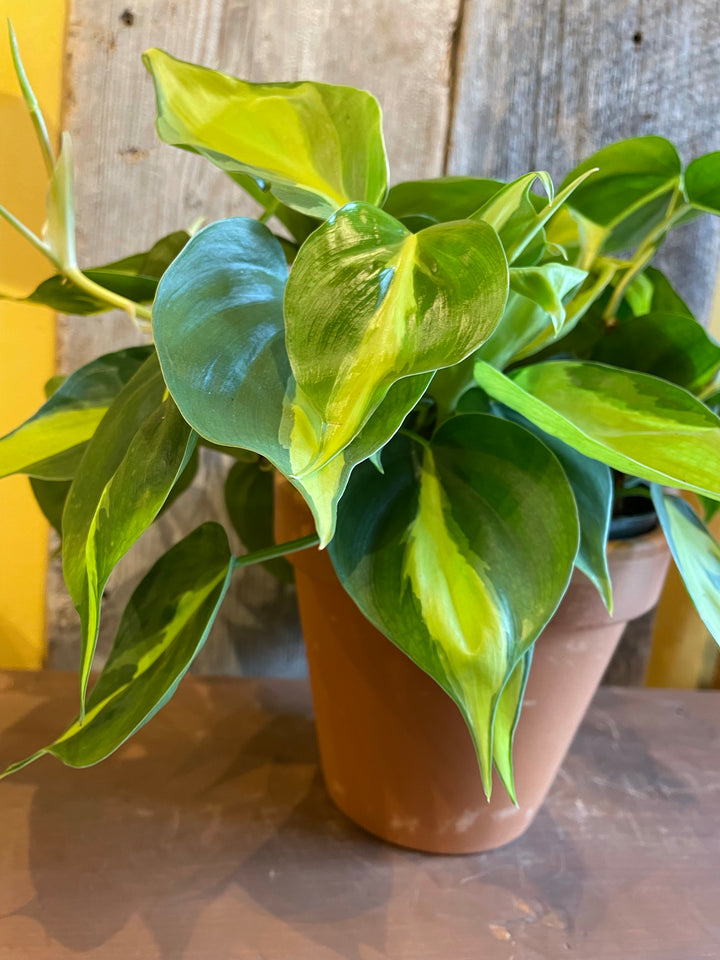 Philodendron