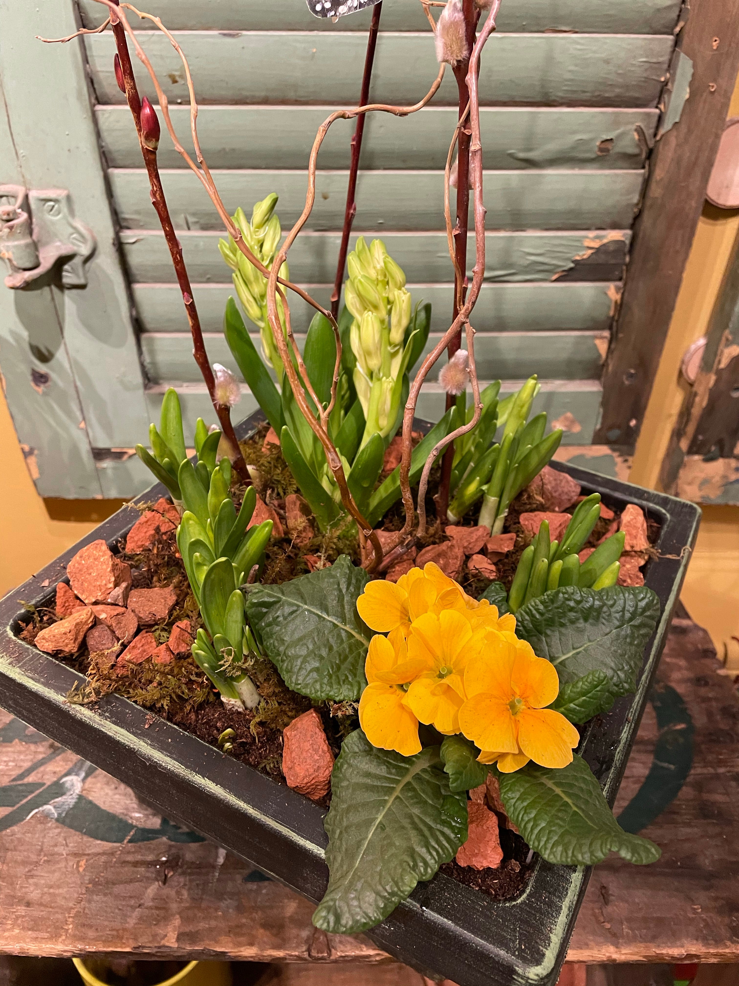 Spring Dish Garden – Bel Fiore Flowers